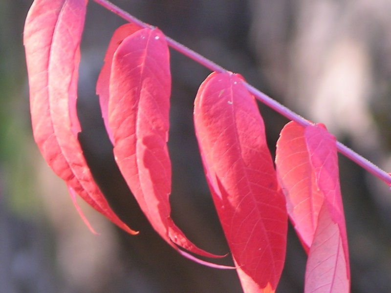 sumac leaves