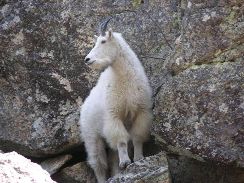 mtn. goat
