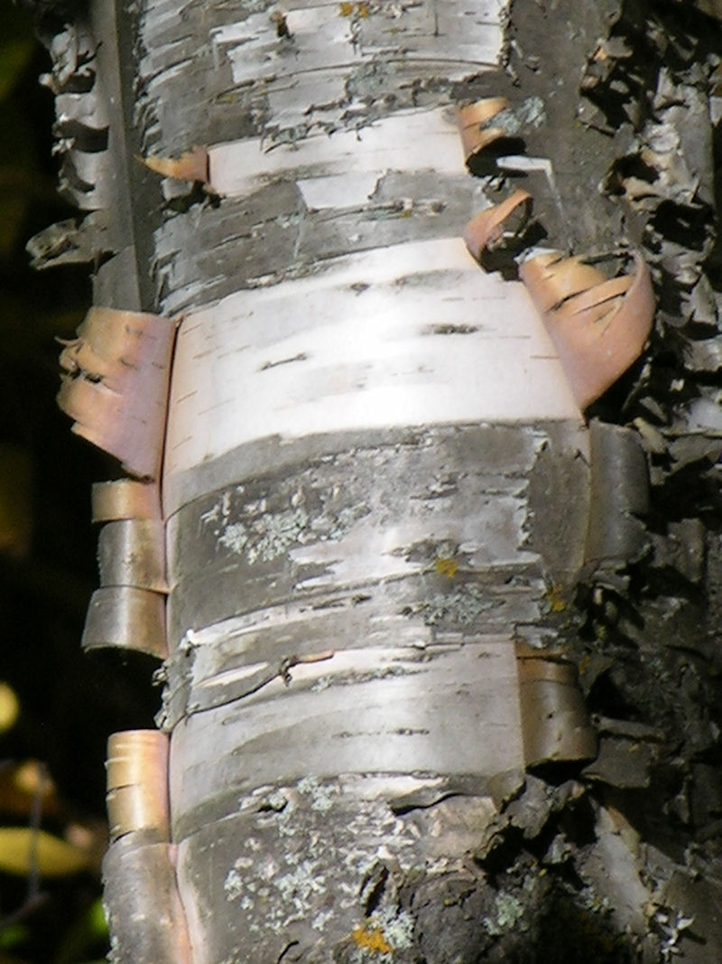 birch bark