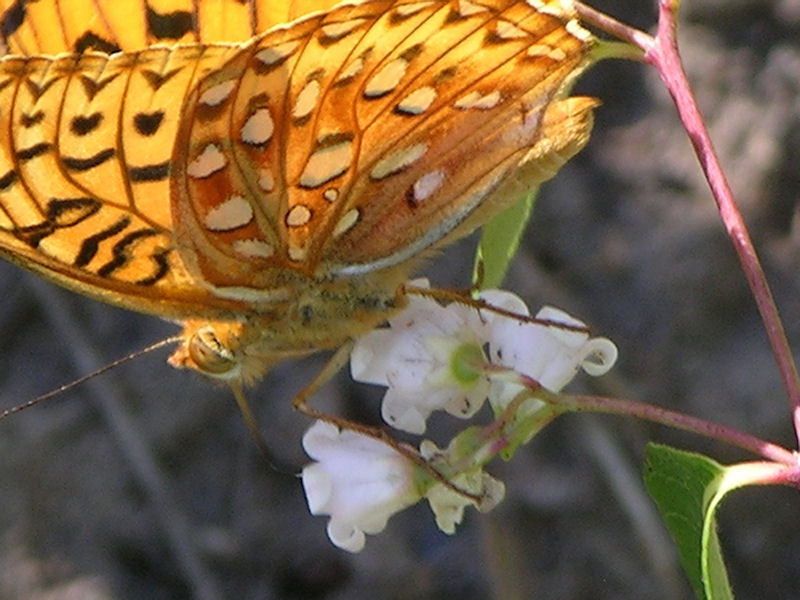 Great Spangled Fritillary