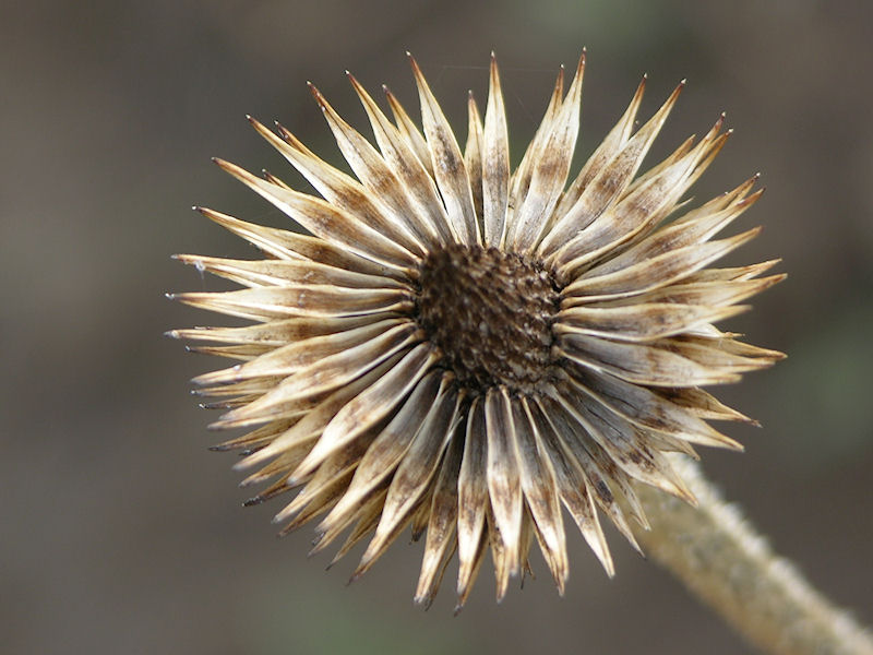 dry flower