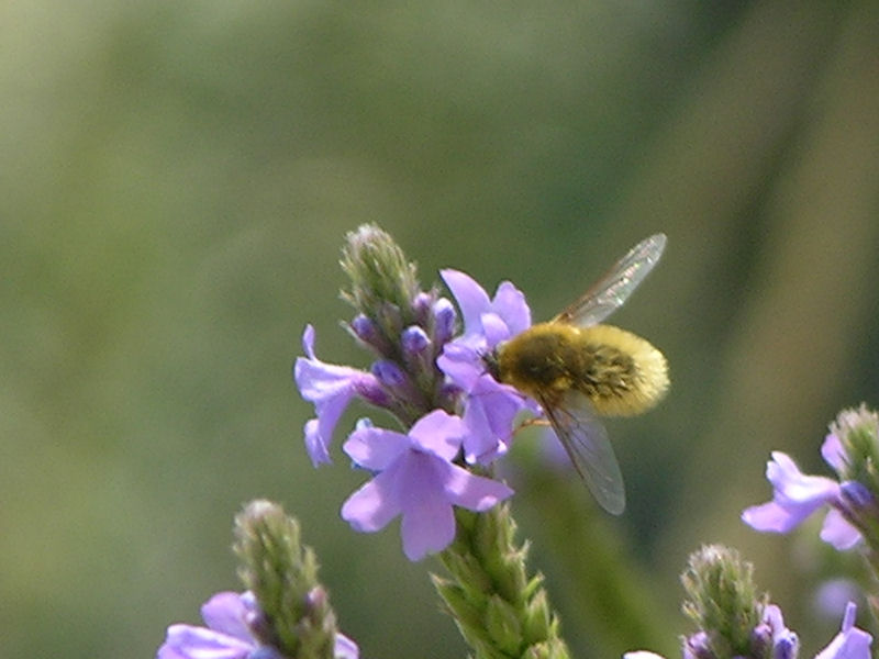 bee on flower 