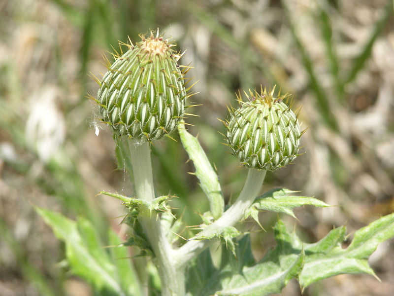 Milk Thistle