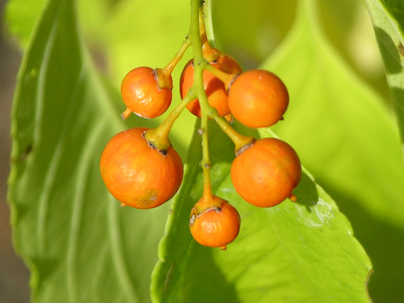 orange berries