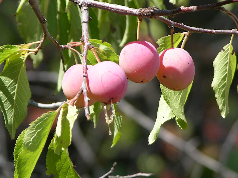 Plums 
