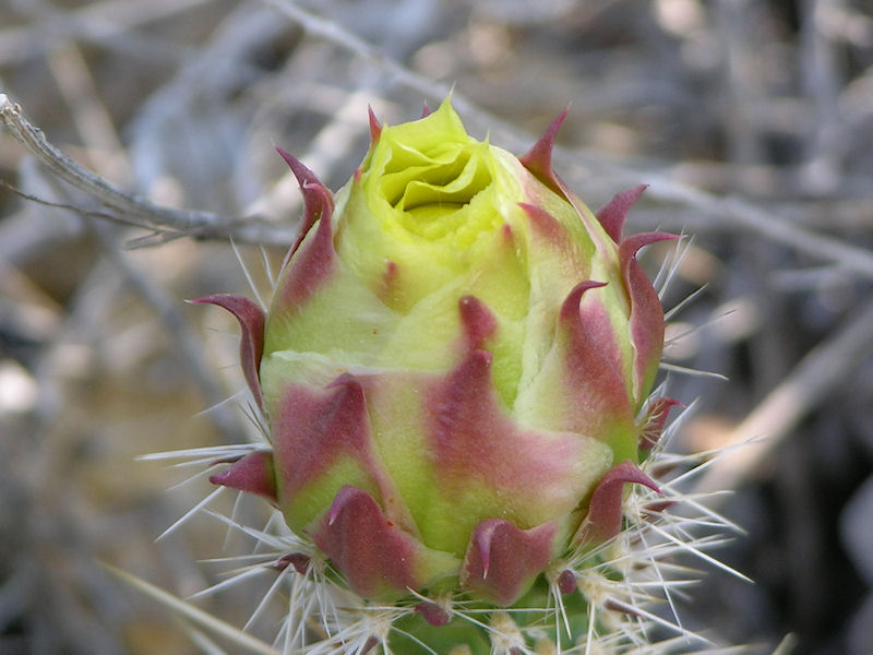 Prickly Pear Bud