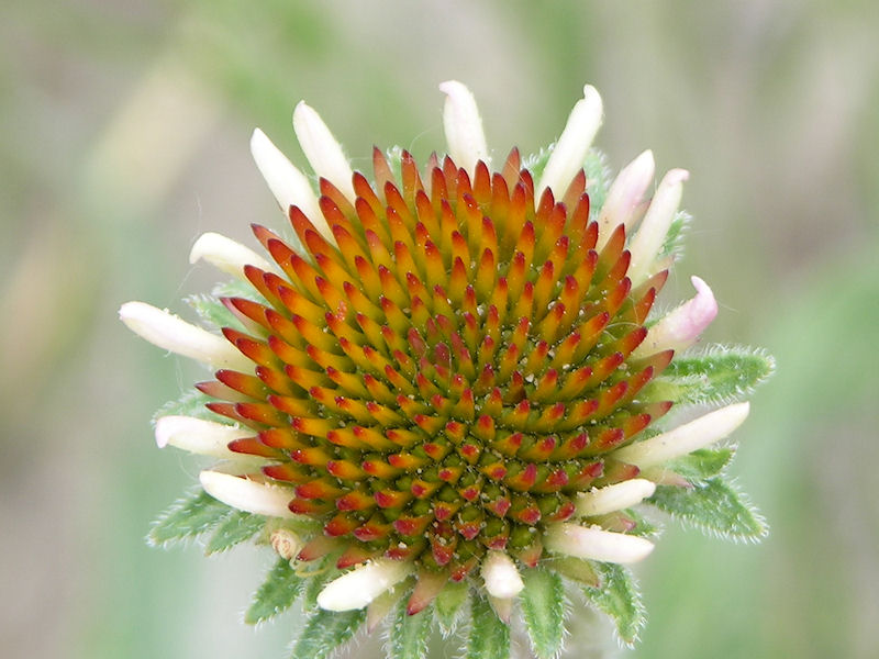 Purple Coneflower