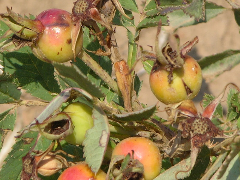 Rose Hips 