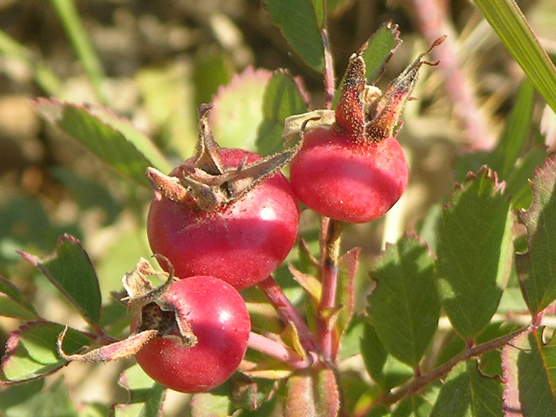 rose hips