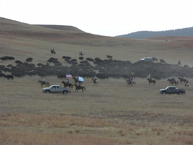 Buffalo Roundup