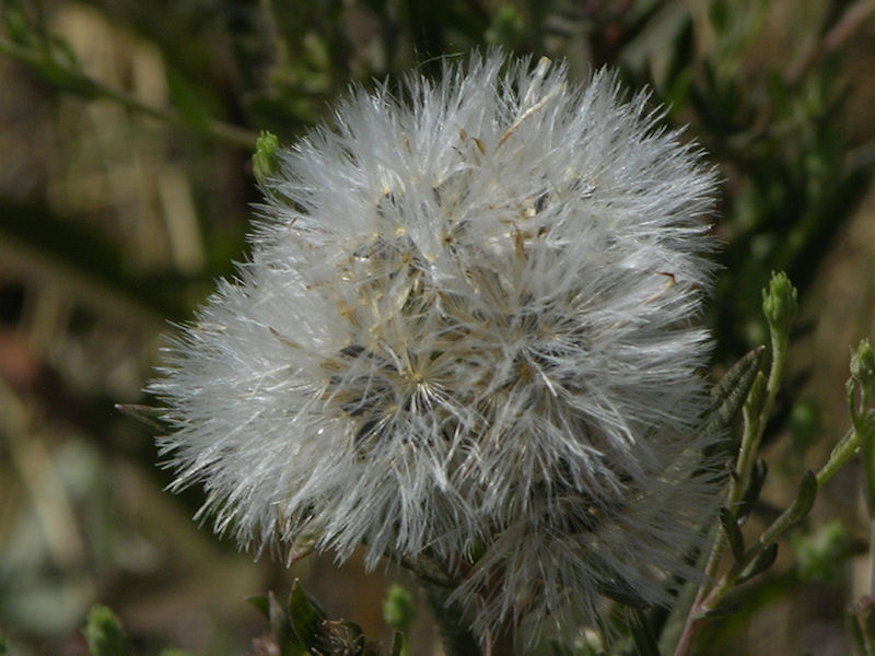 seed head 
