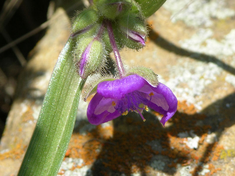 Spider Wort