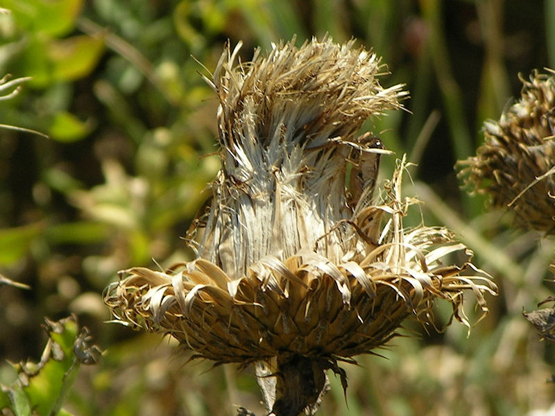 thistle