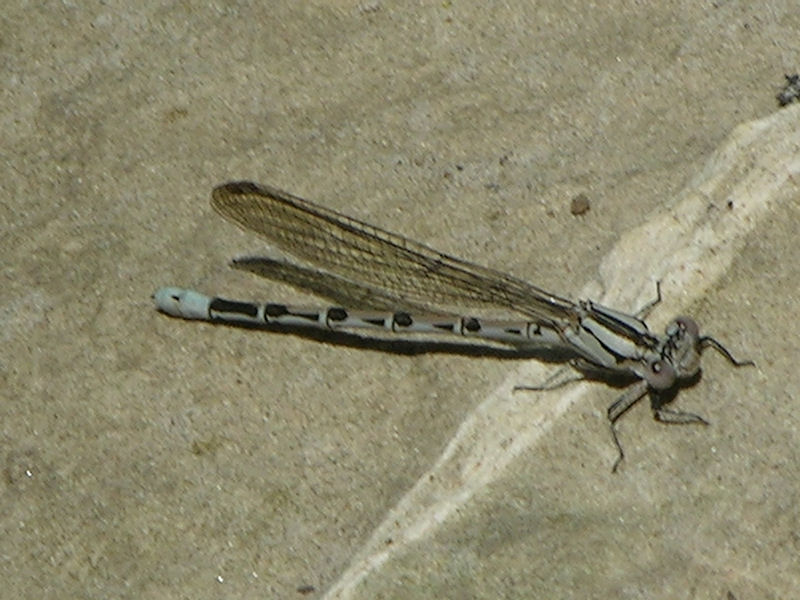 Vivid Dancer Damselfly