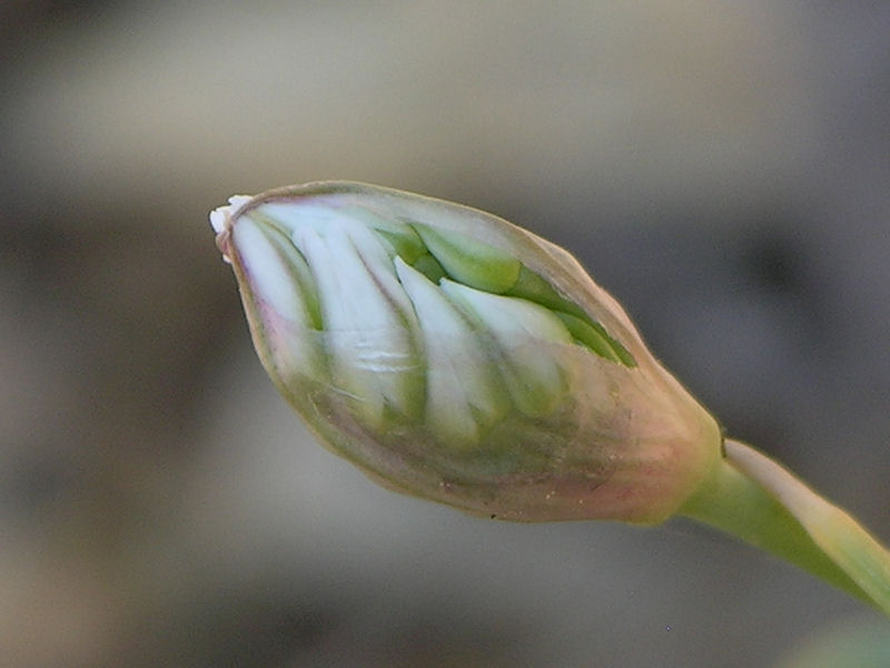 Wild Garlic Bud